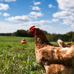 School Leavers: Interested In A Career In Agriculture? Read This!